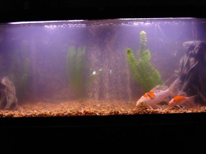 55 gallons freshwater fish tank (mostly fish and non-living decorations) - TaNk UnDeR cOnStRuCtIoN!!! I think i need a canister filter the only filter is a hang on whisper.  A canister would clean it up a little bit leave a comment