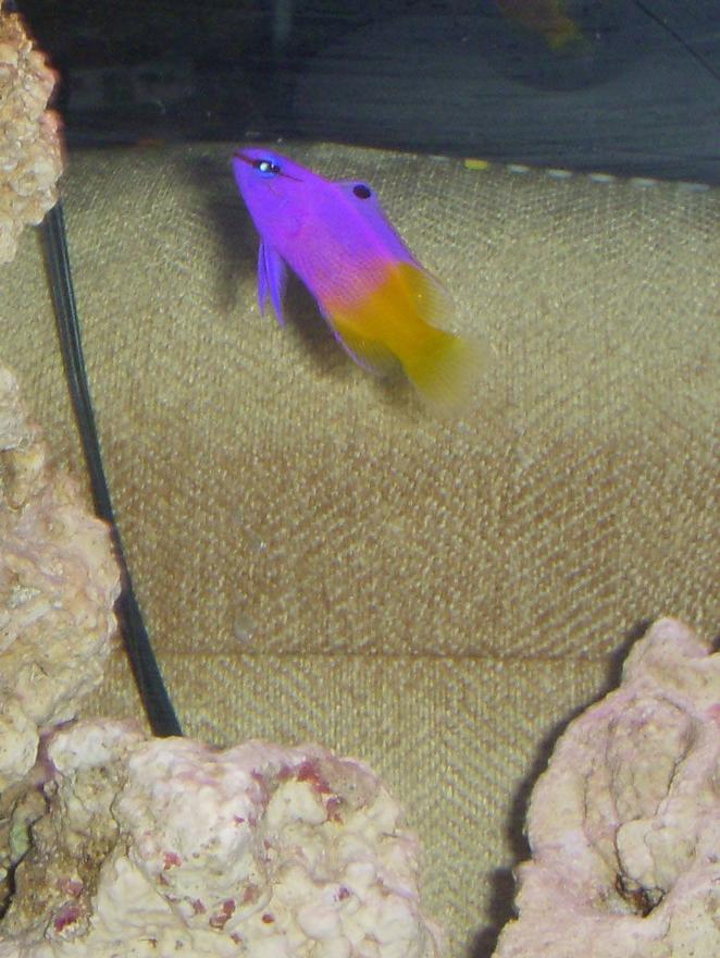 saltwater fish - gramma loreto - royal gramma basslet stocking in 55 gallons tank - Athena, My royal gramma