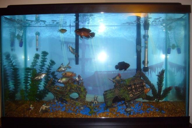 29 gallons freshwater fish tank (mostly fish and non-living decorations) - The epic battle