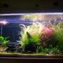 50 gallons planted tank (mostly live plants and fish) - 120x60x60 cm i was bored. im running 4x 54watt T5 tubes home made CO2 and a FX-5 cainster filter and 40kg of red sea flora substrate