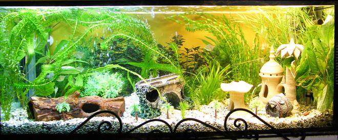 32 gallons freshwater fish tank (mostly fish and non-living decorations) - full view of my aquarium.