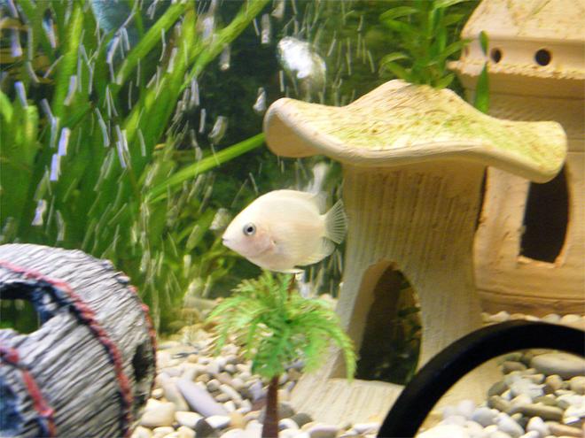 freshwater fish - heros serverus - gold severum stocking in 32 gallons tank - My Small Gold Severum