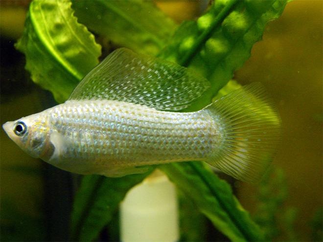 freshwater fish - poecilia latipinna - dalmatian molly stocking in 32 gallons tank - White Molly