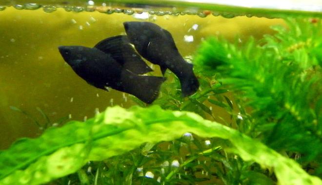 freshwater fish - poecilia latipinna - black sailfin molly stocking in 32 gallons tank - Black Sailfin Molly