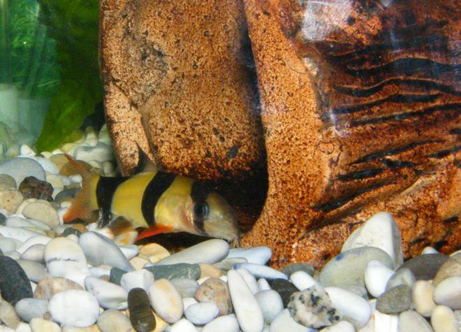 freshwater fish - botia macracantha - clown loach stocking in 32 gallons tank - Clown Loach