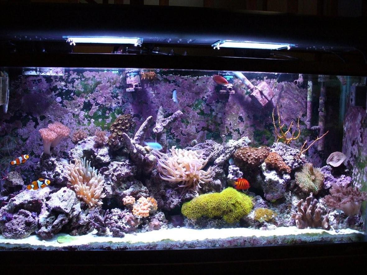 55 gallons reef tank (mostly live coral and fish) - My Oceanic 55