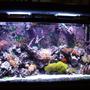 55 gallons reef tank (mostly live coral and fish) - My Oceanic 55