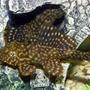 freshwater fish - hypostomus punctatus - trinidad pleco stocking in 32 gallons tank - Trinidad Pleco
