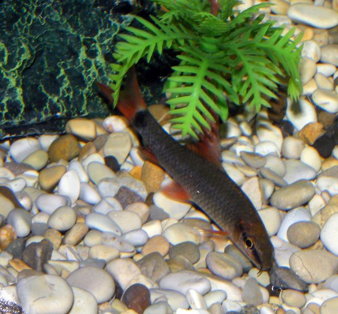 freshwater fish - botia modesta - redtail botia loach stocking in 32 gallons tank - Red tail Loach