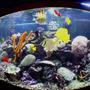 reef tank (mostly live coral and fish) - 72 Gallon BowFront Reef Aquarium