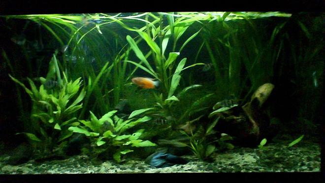 14 gallons planted tank (mostly live plants and fish) - sorry for bad quality I'll take a better  picture next time!