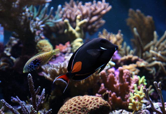 saltwater fish - acanthurus achilles - achilles tang stocking in 210 gallons tank - achilles