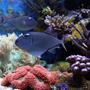 saltwater fish - xanthichthys auromarginatus - blue throat triggerfish stocking in 210 gallons tank - sargs