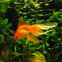 freshwater fish - carassius auratus - red ryukin goldfish stocking in 29 gallons tank - My orange veiltail goldfish, Hugo, he's pretty, isn't he :) Note that the plants are not jet eaten in this picture, though it was taken only a few days before the full tank shot was taken.