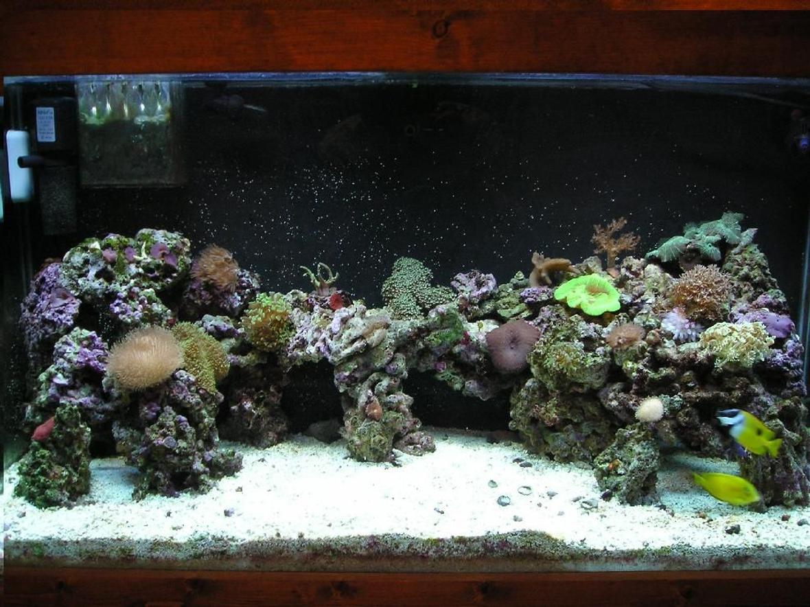 90 gallons reef tank (mostly live coral and fish) - 90 Gallon Wonderland with something new everyday.