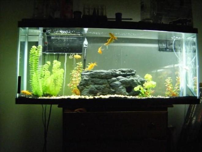 55 gallons freshwater fish tank (mostly fish and non-living decorations) - my 55 gallon full view