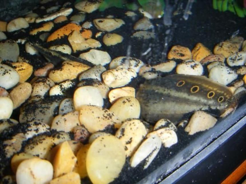 Rated #2147: Freshwater Fish - Macrognathus Siamensis - Peacock Eel Stocking In 55 Gallons Tank - peacock eel burrowed