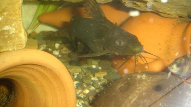 freshwater fish - synodontis eupterus - synodontis eupterus catfish stocking in 70 gallons tank - syndontis