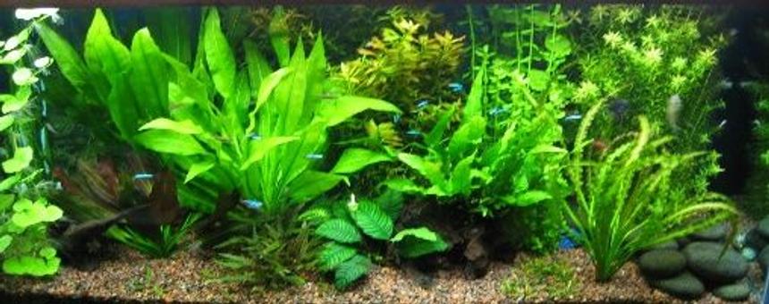 Rated #70: 75 Gallons Planted Tank - nature run