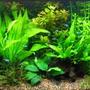 75 gallons planted tank (mostly live plants and fish) - nature run