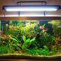 70 gallons planted tank (mostly live plants and fish) - 6 week old tank