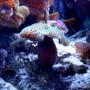 corals inverts - rhodactis indosinensis - hairy mushroom stocking in 46 gallons tank - New Mushroom