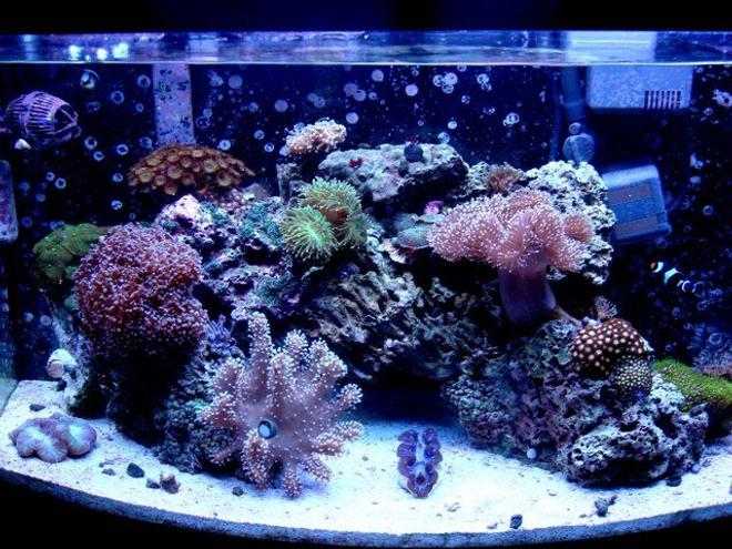 46 gallons reef tank (mostly live coral and fish) - Most recent update of my whole tank!
