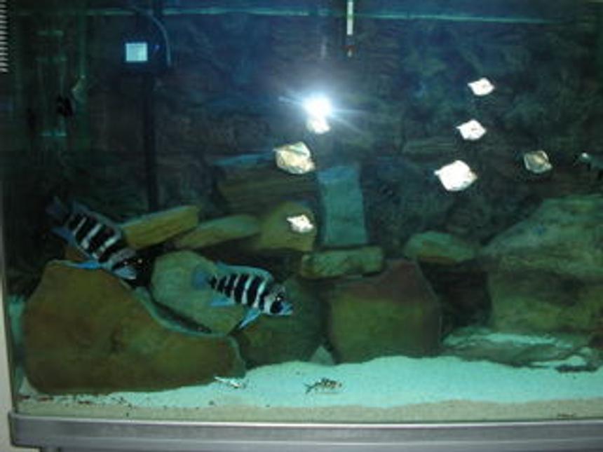 Rated #3172: 158 Gallons Freshwater Fish Tank - one of the tanks...have more to go yet