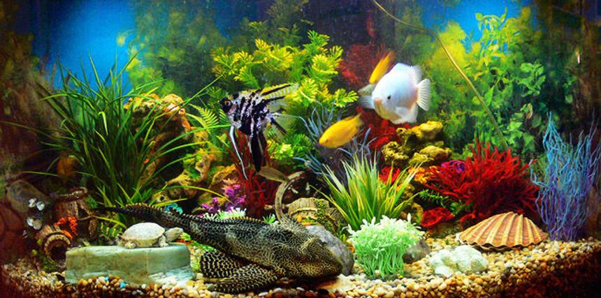 Rated #61: 50 Gallons Freshwater Fish Tank - Main view of tank