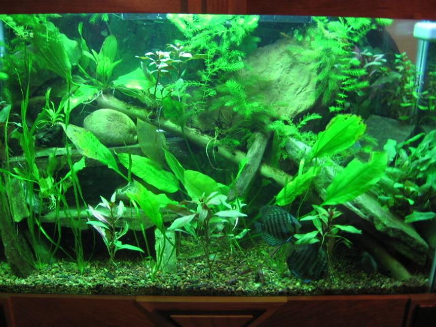 Rated #106: 45 Gallons Planted Tank - Planted Freshwater with Discus
