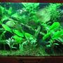 45 gallons planted tank (mostly live plants and fish) - Planted Freshwater with Discus