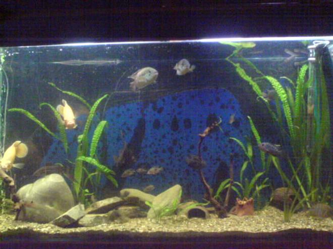 100 gallons freshwater fish tank (mostly fish and non-living decorations) - american cichlids tank 365 litres