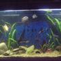 100 gallons freshwater fish tank (mostly fish and non-living decorations) - american cichlids tank 365 litres