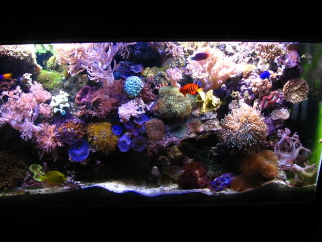 90 gallons reef tank (mostly live coral and fish) - Whole Tank