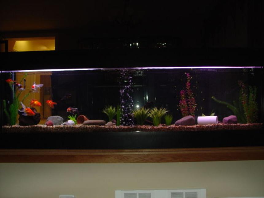 Rated #2451: 150 Gallons Freshwater Fish Tank - 150 gallon tank with goldfish