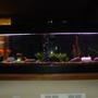 150 gallons freshwater fish tank (mostly fish and non-living decorations) - 150 gallon tank with goldfish