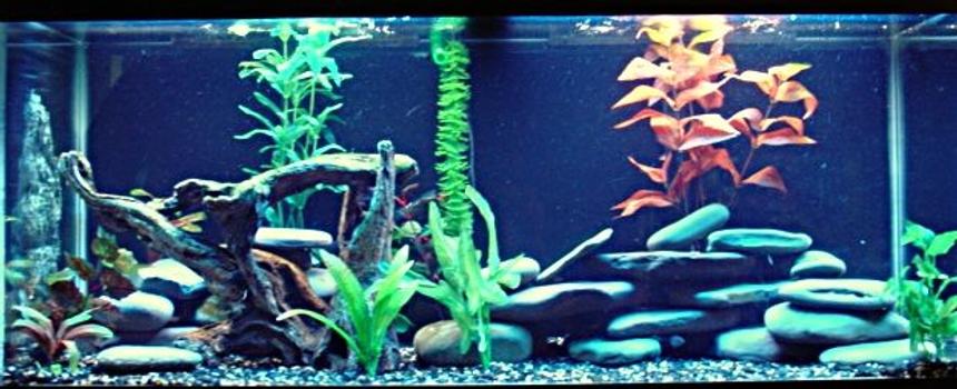 Rated #1629: 75 Gallons Freshwater Fish Tank - Theyre in there somewhere