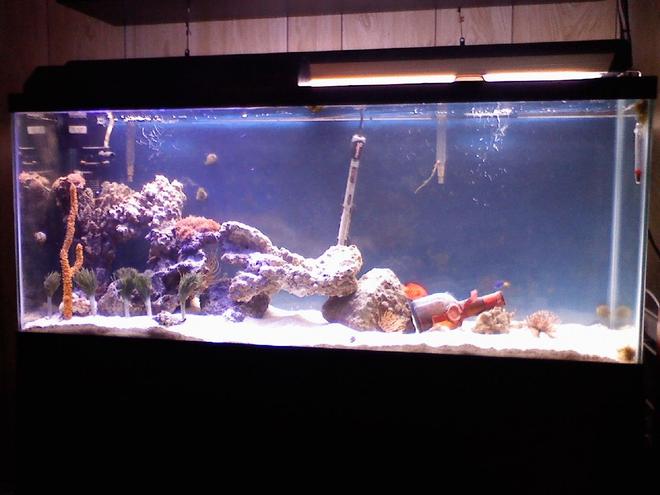 55 gallons reef tank (mostly live coral and fish) - 55 gallon tank..50ish lbs of live rock..flame angel..assorted damsels..snowflake eel...gobies..feather dusters...mushrooms...sponge...sea grass...GM bottle