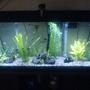 55 gallons freshwater fish tank (mostly fish and non-living decorations) - Here is my 55 gal tank :) I am open to suggestions for improving the landscaping :)