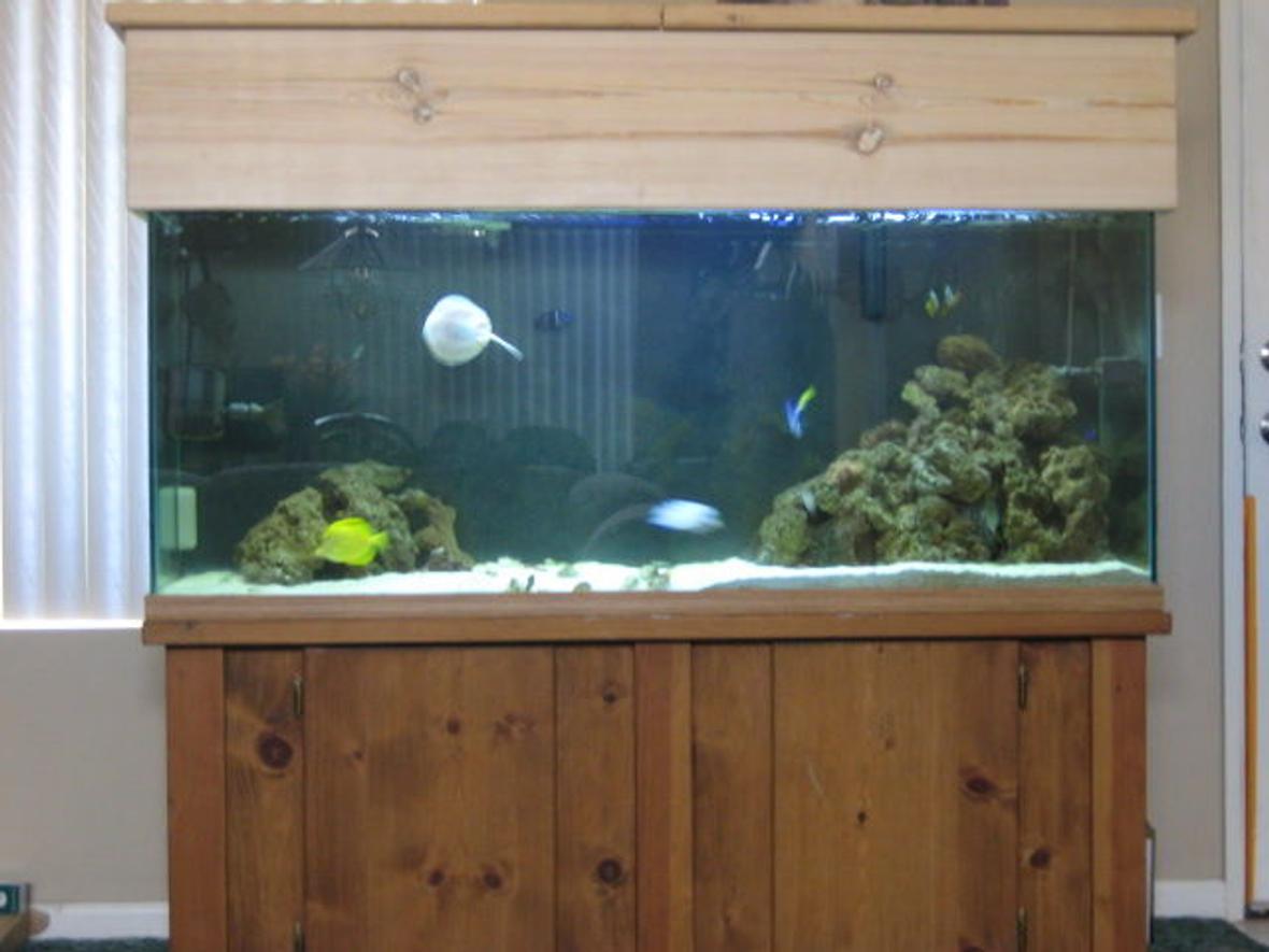100 gallons saltwater fish tank (mostly fish, little/no live coral) - here is my new 100 gal, i had to upgrade to something bigger ! bigger is better ! i have a few new fish, but lost alot of my corals in the transfer from the 60. i have a lg sailfin tang, lg yellow tang, blue nasso tang, bi-color angel, koran angel that is in changing stage, lg clarkeye clown, i velvet damsel, i green chromis, 2 black spotted damseld, i blue/yellow damsel, 1 grey stingray, 1 snowflake eel, 1 orange spotted sand sifter goby, 1 coral banded lobster, 10-15 blue legged hermit crabs,3 mushroom pollups.