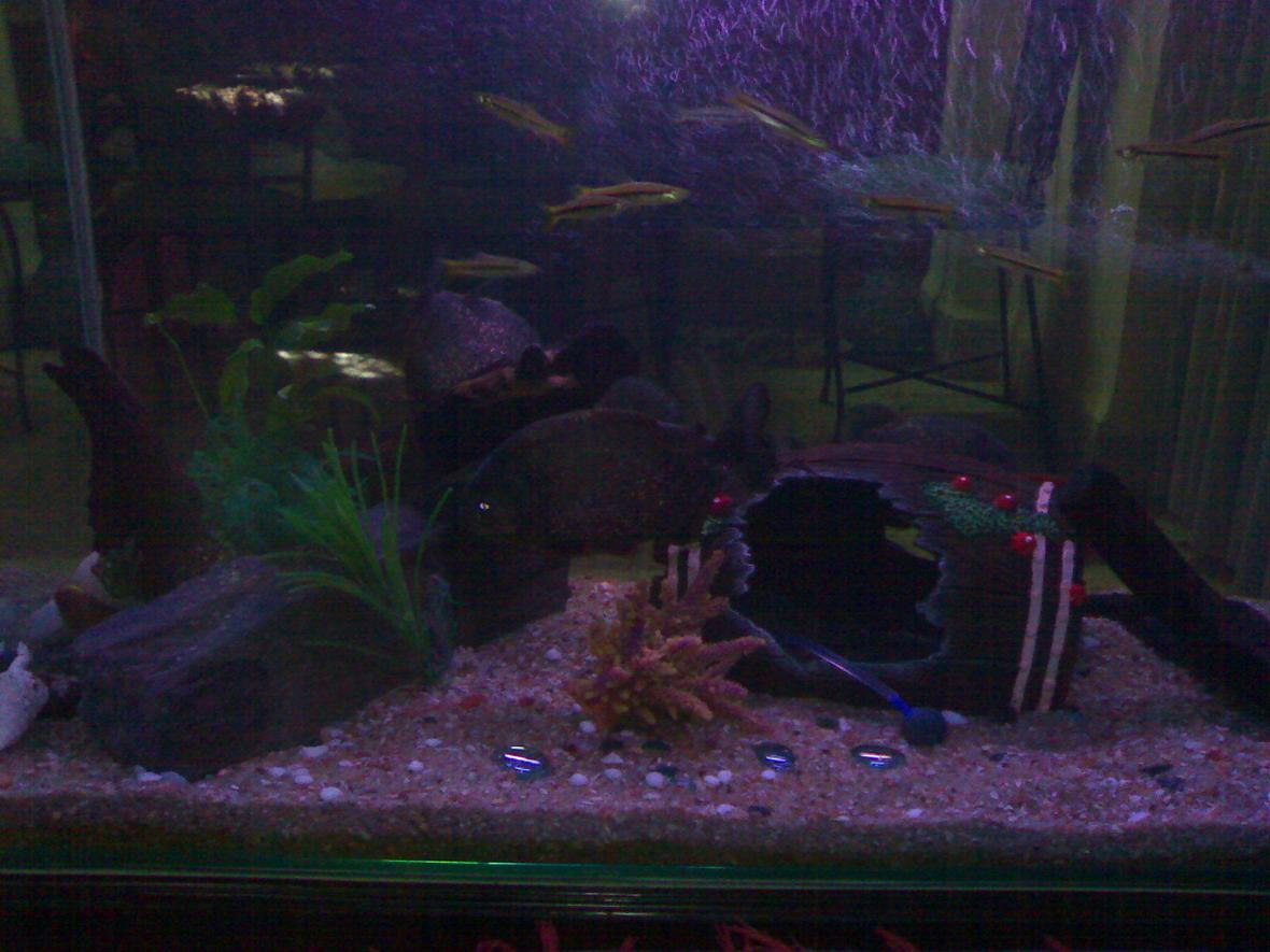 50 gallons freshwater fish tank (mostly fish and non-living decorations) - Front view of the tank