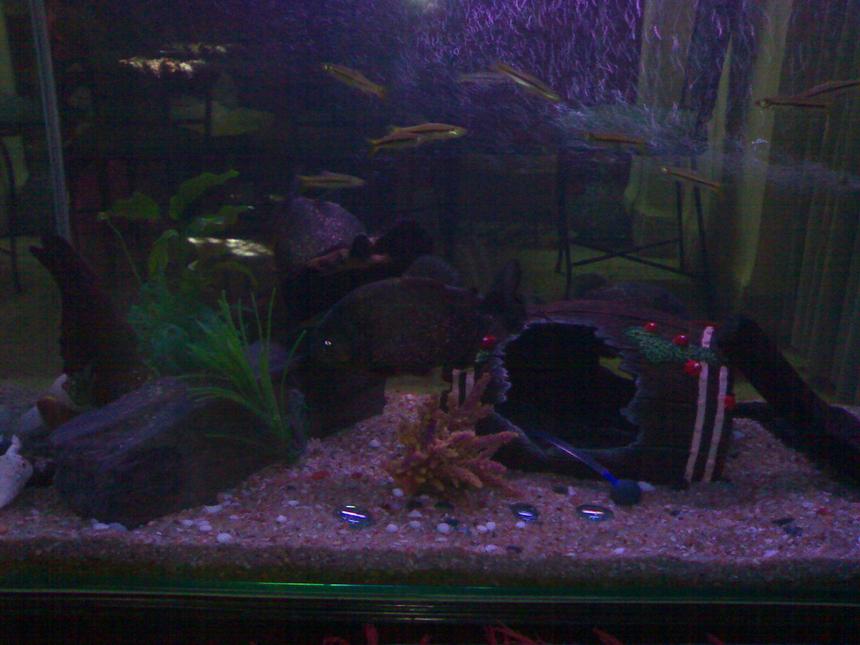 Rated #3654: 50 Gallons Freshwater Fish Tank - Front view of the tank