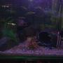 50 gallons freshwater fish tank (mostly fish and non-living decorations) - Front view of the tank