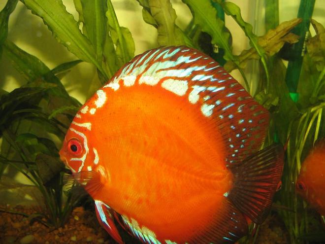 freshwater fish - golden crystal discus stocking in 38 gallons tank - my now 2 year old golden crystal discus.