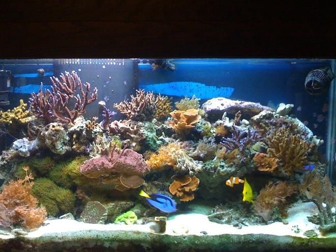 90 gallons reef tank (mostly live coral and fish) - 90 Gallon DSB/Plenum with an Auafuge Pro