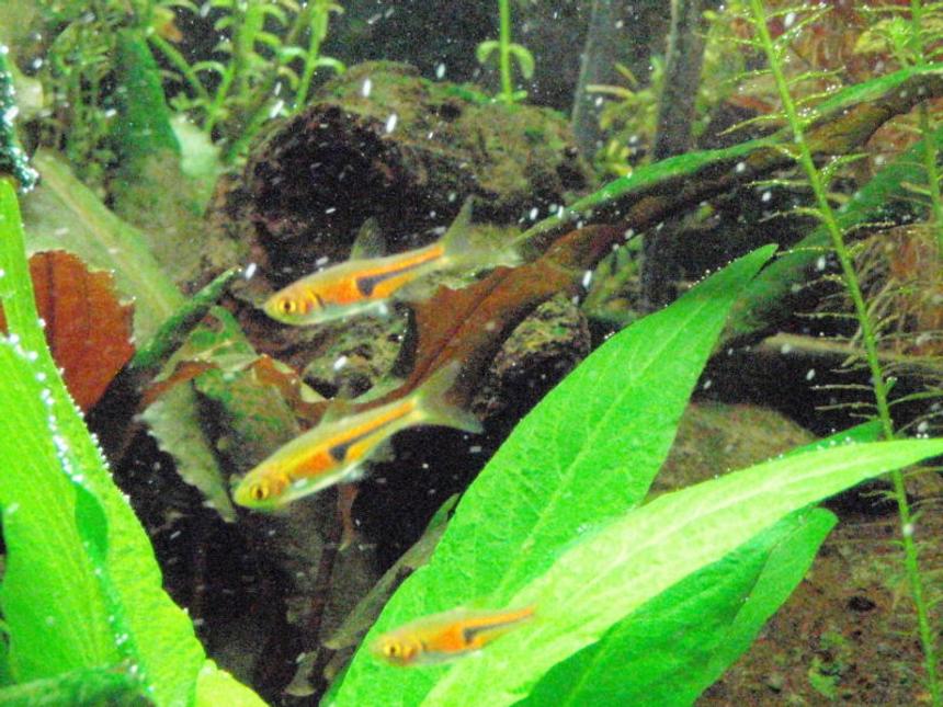 Rated #1628: Freshwater Fish - Rasbora Heteromorpha - Golden Harlequin Rasbora - porkchop rasboras