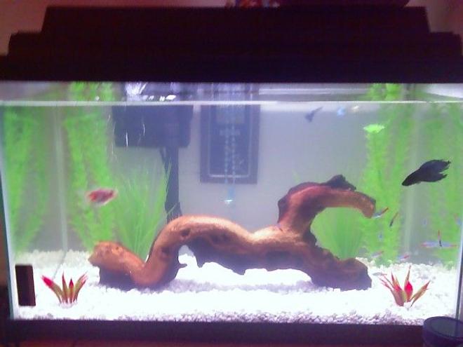 30 gallons freshwater fish tank (mostly fish and non-living decorations) - Updated pic of the 10 gallon fresh water setup