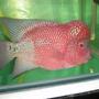 freshwater fish - cichlasoma sp. - flower horn cichlid stocking in 105 gallons tank - LATEST ONE