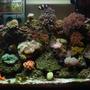 fish tank picture - another front