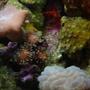 fish tank picture - some baby leathers
